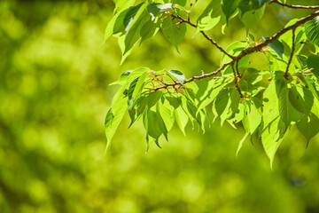 Fototapeta na wymiar 春の公園の綺麗な新緑の葉っぱの風景