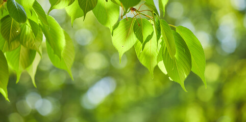 春の公園の綺麗な新緑の葉っぱの風景