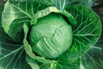 Obraz premium Green organic cabbage head close-up. Vegetables cabbage growing in the garden. Summer. autumn harvest, crop. Healthy food. Natural background.