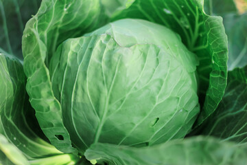 Green organic cabbage head close-up. Vegetables cabbage growing in the garden. Summer. autumn...