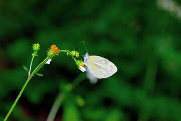 Butterfly larvae from the Taiwan (Pieris rapae crucivora) White cabbage butterfly. 