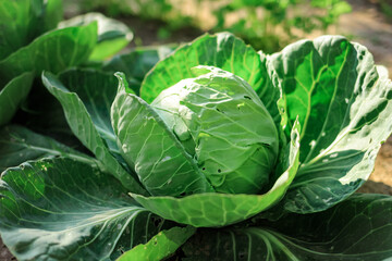 Green organic cabbage head close-up. Vegetables cabbage growing in the garden. Summer. autumn harvest, crop. Healthy food. Natural background.