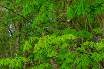 Die ersten grünen Blätter einer Kastanie im Frühling