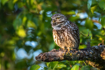 Steinkauz (Athene noctua)