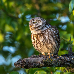 Steinkauz (Athene noctua)