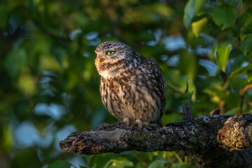 Steinkauz (Athene noctua)
