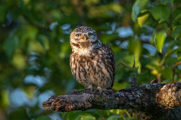 Steinkauz (Athene noctua)