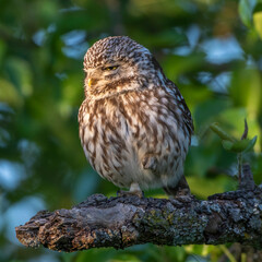 Steinkauz (Athene noctua)