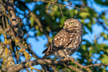Steinkauz (Athene noctua)