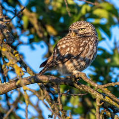 Steinkauz (Athene noctua)