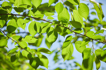 春の公園の綺麗な新緑の葉っぱの風景