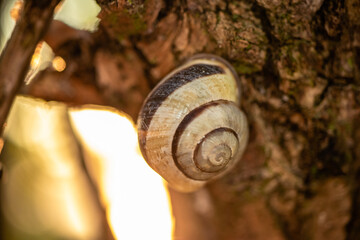 Snail at sunset   © Fotokubiak 