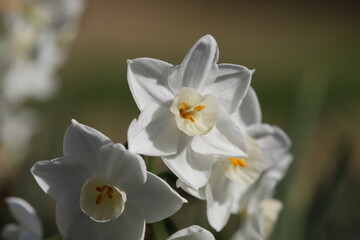 早春の庭に咲くフサザキスイセンの白い花