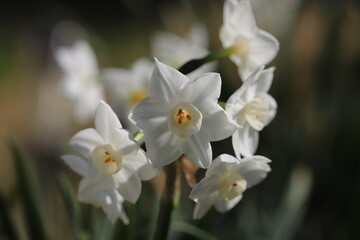 Fototapeta na wymiar 早春の庭に咲くフサザキスイセンの白い花