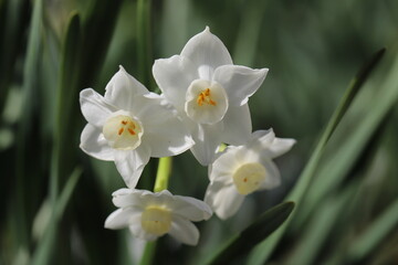早春の庭に咲くフサザキスイセンの白い花