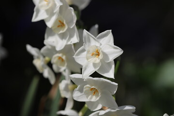 Naklejka na ściany i meble 早春の庭に咲くフサザキスイセンの白い花