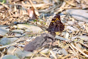 Butterfly from the Taiwan(Neope pulaha didia Fruhstorfer)Macular shade butterfly.  