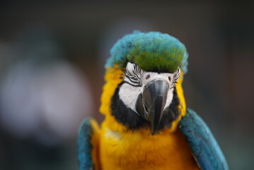 Fototapeta premium Macaw Parrot