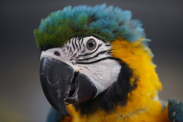 Macaw Parrot