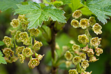 two sprigs of blooming blackcurrant