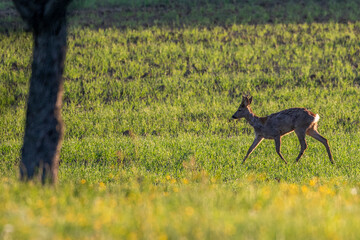 Rehbock (Capreolus capreolus) im Bast