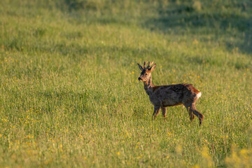Rehbock (Capreolus capreolus) im Bast
