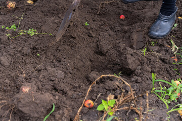 people dig up a crop of potatoes in the country