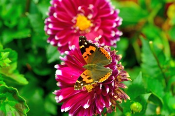 Butterfly from the Taiwan (Vanessa indica) Big red butterfly