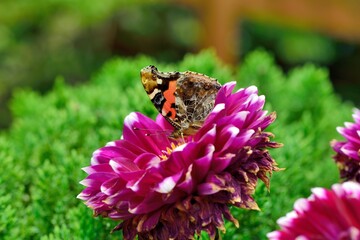 Butterfly from the Taiwan (Vanessa indica) Big red butterfly