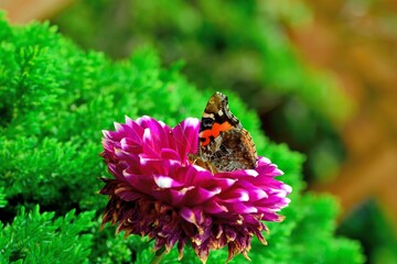 Butterfly from the Taiwan (Vanessa indica) Big red butterfly