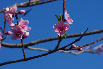 A branch with pink peach blossom