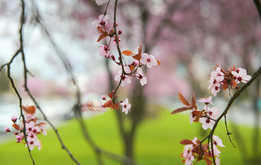 Blossom flowers. Close up view and details with the beautiful color of spring season signs.