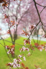 Blossom flowers. Close up view and details with the beautiful color of spring season signs.