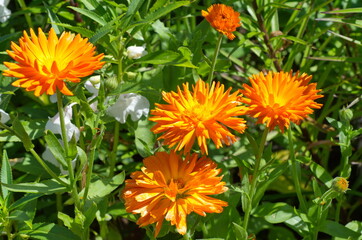 Bright flowers of Calendula officinalis in the summer garden
