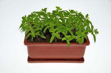 Tomato seedlings in a plastic pot on a white background