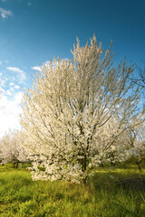 Fototapeta na wymiar Tree with a lot of white spring blossom flowers. Great view of this season plants in sunset light.