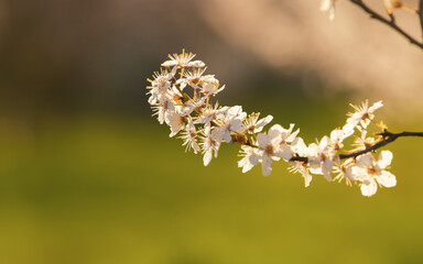 Tree with a lot of white spring blossom flowers. Great view of this season plants in sunset light.