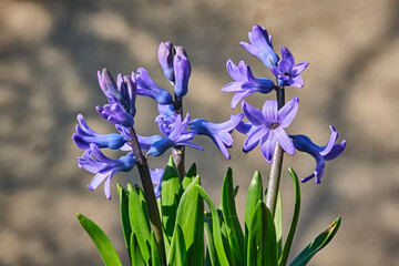 Gartenhyazinthe ( Hyacinthus orientalis ).