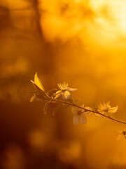Spring blossom flowers. Close up detail view of these beautiful plants in great sunset light. Season specific.