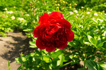 Peonies in natural background. peonies in garden. Peony red grace