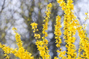 Forsythia flowers. Close up details of these yellow beautiful spring plants.