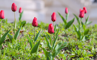 Red tulips. Close up view of these beautiful spring flowers. Floral photography.