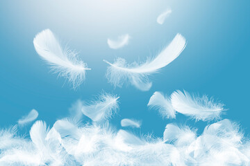 Beautiful Soft and Light Group of White Feathers Falling in The Air.  - obrazy, fototapety, plakaty