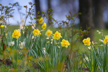 Obraz premium Daffodils flowers. Close up details of this beautiful plants of the spring season. Beautiful view.