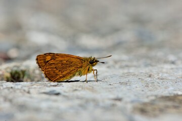 Butterfly from the Taiwan (Ampittia virgata myakei Matsumura)Yellow star butterfly 