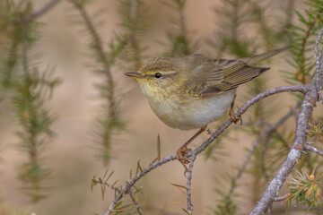 Fitis (Phylloscopus trochilus)