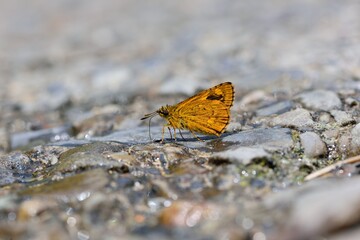 Butterfly from the Taiwan (Ampittia virgata myakei Matsumura)Yellow star butterfly 