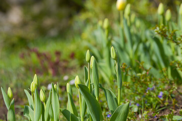 Tulip buds ready to blossom. Spring floral plant close up detail from nature.