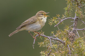Fitis (Phylloscopus trochilus)