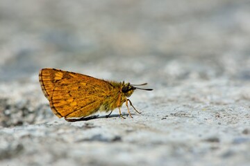 Butterfly from the Taiwan (Ampittia virgata myakei Matsumura)Yellow star butterfly 
